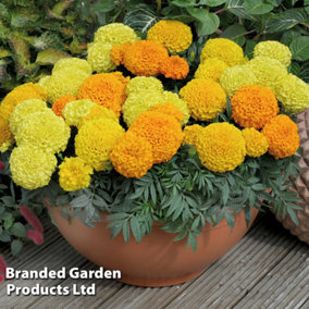 Marigold Marvel Mix 15 Garden Ready Plants