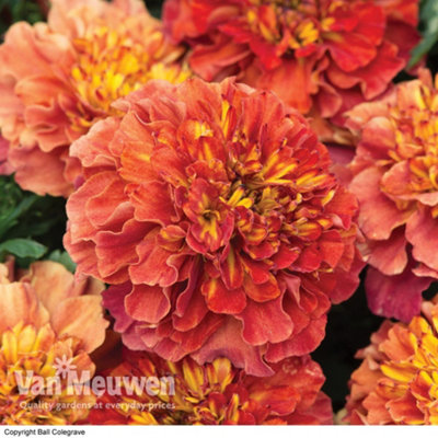 Marigold Strawberry Blonde 15 Garden Ready Plants | DIY at B&Q