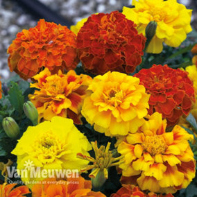 Marigold Zenith (Bonanza) 15 Garden Ready Plants