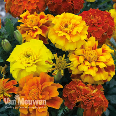 Marigold Zenith (Bonanza) 15 Garden Ready Plants