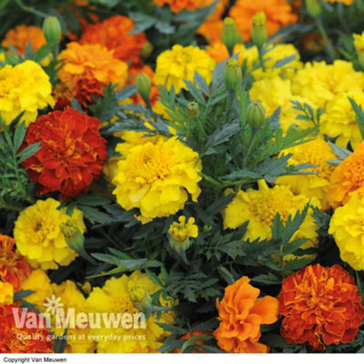 Marigold Zenith (Bonanza) 15 Garden Ready Plants