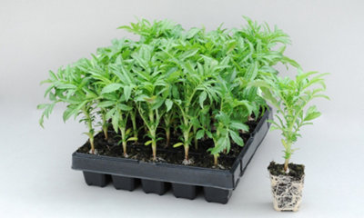 Marigold Zenith (Bonanza) 30 Garden Ready Plants