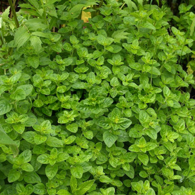 Marjoram Compact (10-20cm Height Including Pot) Garden Plant - Aromatic Perennial, Compact Size