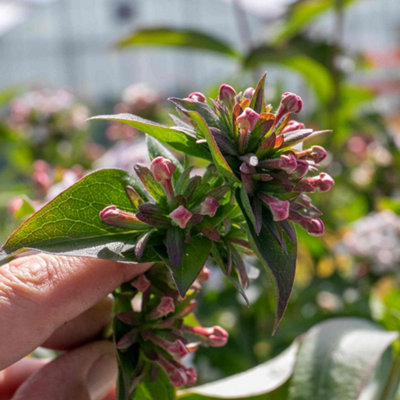 MARSHALLS GARDEN ABELIA MOSANENSIS 'BRIDAL BOUQUET MONIA' SCENTED