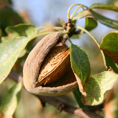 Marshalls Garden Almond Nut Tree self-fertile bare-root fruit tree