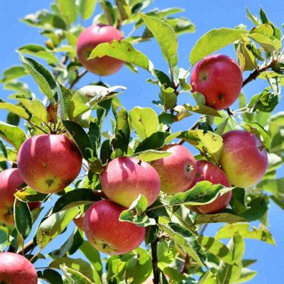 Marshalls Garden Apple Laxton's Superb tree M26 rootstock self-fertile FG4
