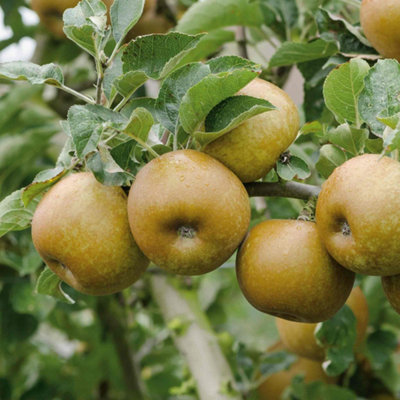 Marshalls Garden Apple Tree Ashmead's Kernel - Semi-dwarf M26 Rootstock ...