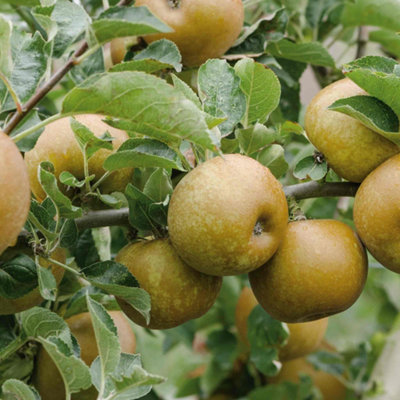Marshalls Garden Apple Tree Ashmead's Kernel - Semi-dwarf M26 Rootstock ...