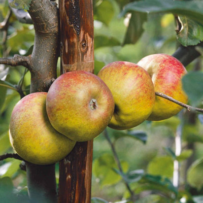 Marshalls Garden Apple Tree 'Blenheim Orange' (M26) Semi-dwarf culinary ...