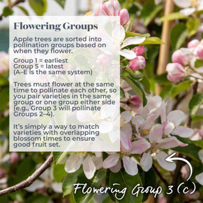 Marshalls Garden Apple Tree 'Blenheim Orange' (M26) Semi-dwarf culinary ...
