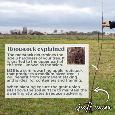 Marshalls Garden Apple Tree 'Gala' (Malus) - Semi-dwarf M26 Bare-Root ...