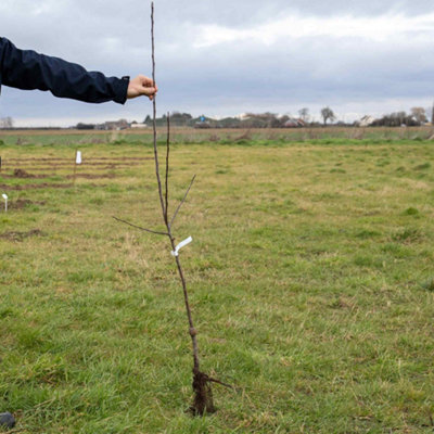 Marshalls Garden Apple Tree 'Gala' (Malus) - Semi-dwarf M26 Bare-Root ...