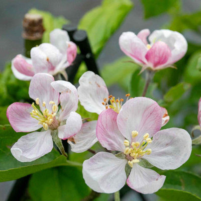 MARSHALLS GARDEN APPLE TREE RED FALSTAFF (M26 SEMI-DWARF) - BARE-ROOT