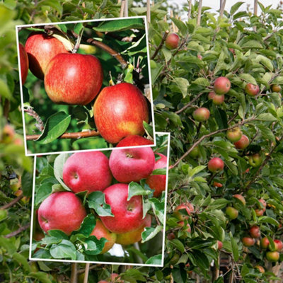 Marshalls Garden Apple Twin Tree Braeburn & Idared on M26 Semi-Dwarf ...
