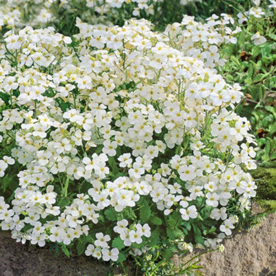 Marshalls Garden Arabis alpina 'Alabaster' - Hardy Evergreen Alpine ...