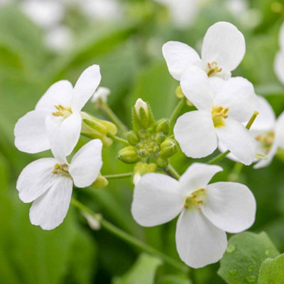 Marshalls Garden Arabis alpina 'Alabaster' - Hardy Evergreen Alpine ...