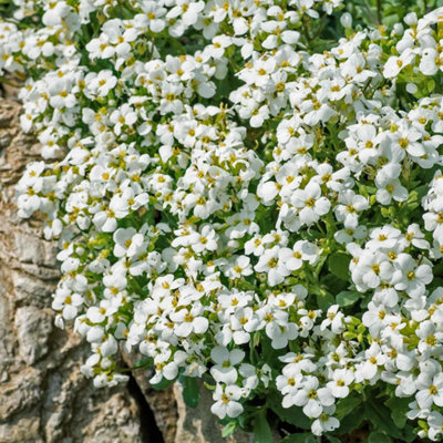 Marshalls Garden Arabis alpina 'Alabaster' - Hardy Evergreen Alpine ...