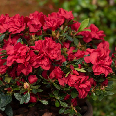 Marshalls Garden Azalea 'Encore Autumn Fire'3 Litre Plant