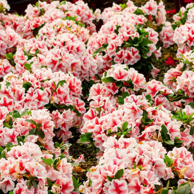 marshalls-garden-azalea-encore