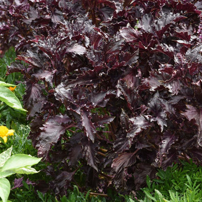 Marshalls Garden Basil Seeds Purple Ruffles - Deep Purple Ornamental ...