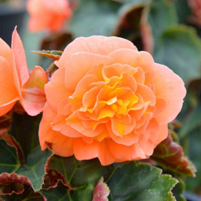 Marshalls Garden Begonia 'Bellisa Flame' - Fiery-orange double blooms 6 ...