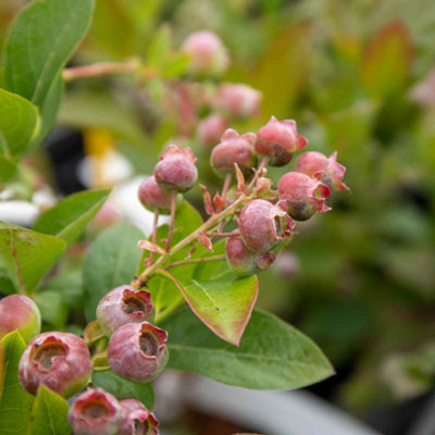 Marshalls Garden Blueberry 'Pink Berry' Plant, Hardy Evergreen, Self ...