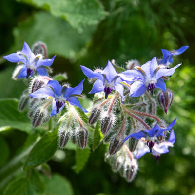marshalls-garden-borage-plant-borago-officinalis-annual-edible-blue