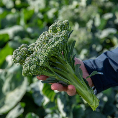 Marshalls Garden Broccoli Seeds 'Royal Tenderette' F1 - Stem broccoli ...