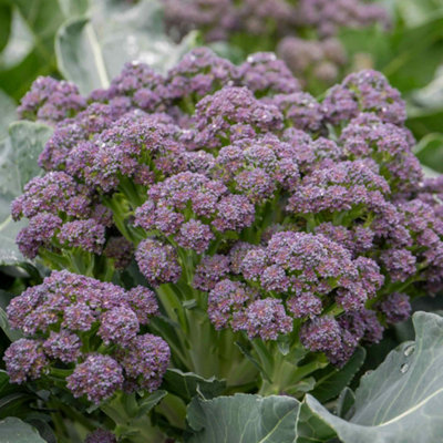 Marshalls Garden Broccoli Seeds 'Summer Purple' Summer-cropping Variety ...