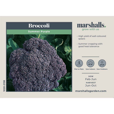 Marshalls Garden Broccoli Seeds 'Summer Purple' Summer-cropping Variety ...