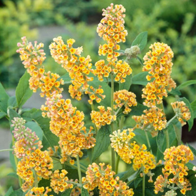 Marshalls Garden Buddleja 'Sungold' - Compact Butterfly Bush, Golden ...