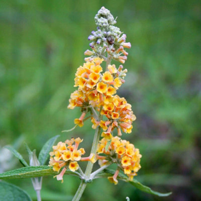 Marshalls Garden Buddleja 'Sungold' - Compact Butterfly Bush, Golden ...