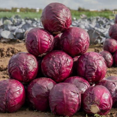Marshalls Garden Cabbage Seeds 'Red Rookie' F1 - Early red cabbage ...