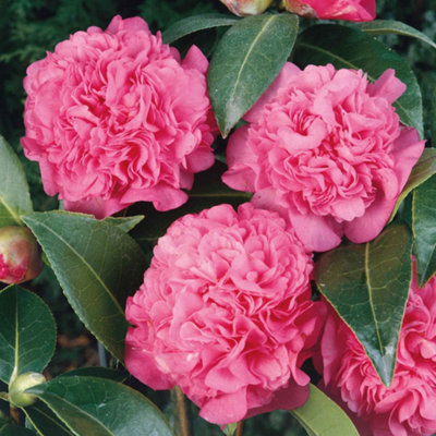 MARSHALLS GARDEN CAMELLIA X WILLIAMSII 'DEBBIE' - EVERGREEN PINK  SPRING-FLOWERING SHRUB 3 LITRE