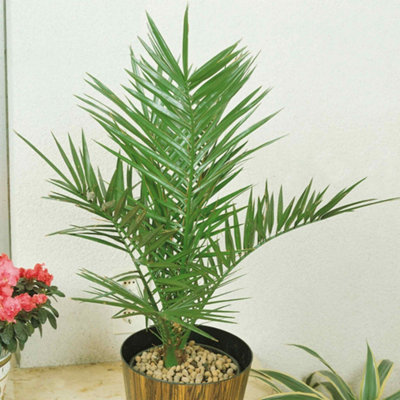 Marshalls Garden Canary Island Date Palm (Phoenix canariensis) Ornamental  Palm 3 Litre Plant
