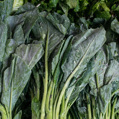 Marshalls Garden Chinese Broccoli (Kailaan) Seeds - 220 Vegetable Seeds ...