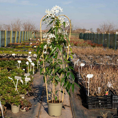 hanging baskets for plants outdoor Greenbrier Hanging Basket  Green Acres Nursery & Supply