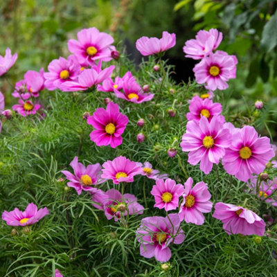 Marshalls Garden Cosmos 'Apollo Rose with Eye' - Dwarf Cosmos for Pots ...