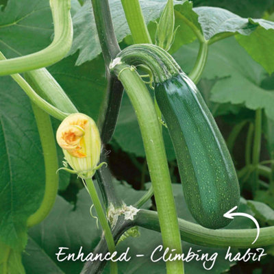 Marshalls Garden Courgette Seeds Black Forest F1 Climbing Variety, High ...