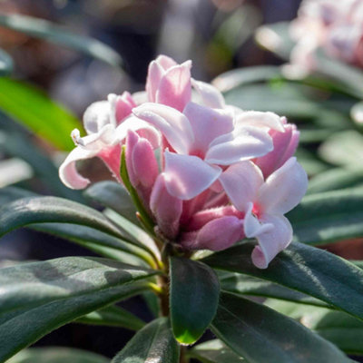 Marshalls Garden Daphne x transatlantica 'Eternal Fragrance' - long ...