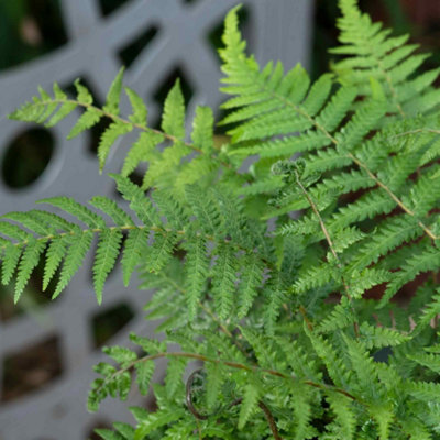 Marshalls Garden Dicksonia antarctica Tree Fern, RHS Award-winning ...