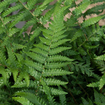 Marshalls Garden Dicksonia antarctica Tree Fern, RHS Award-winning ...