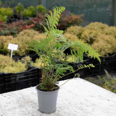 Marshalls Garden Dicksonia antarctica Tree Fern, RHS Award-winning ...