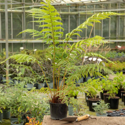 Marshalls Garden Dicksonia antarctica Tree Fern, RHS Award-winning ...