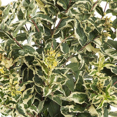 Marshalls Garden Diervilla sessilifolia 'Cool Splash'™ - Variegated ...