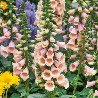marshalls-garden-digitalis-dalmatian-peach-compact-peach-pink
