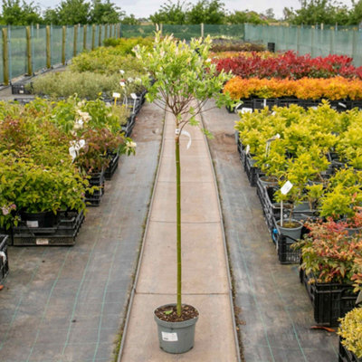 Marshalls Garden Flamingo Willow Tree (Salix integra) Tricolour foliage ...