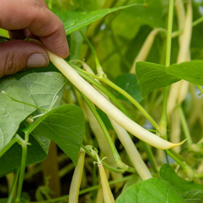 Marshalls Garden French Bean Seeds 'Dorado' Dwarf Golden Beans - 120 ...
