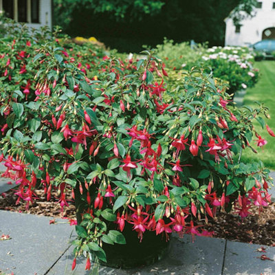 Marshalls Garden Fuchsia 'Display' - Upright Red and White Flowering ...