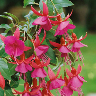 Marshalls Garden Fuchsia 'Display' - Upright Red and White Flowering ...